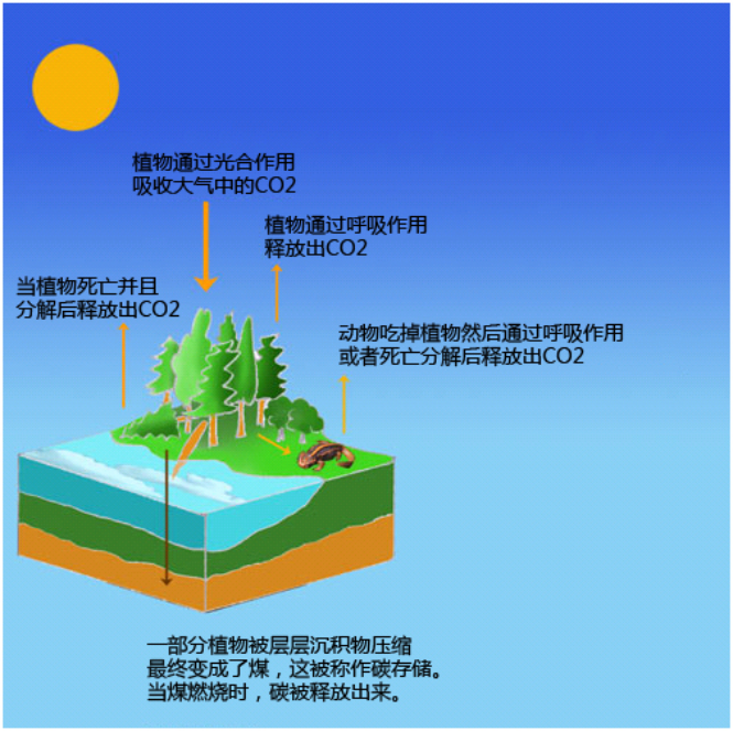 煤是一種化石燃料，所以燒煤產生的CO2排放量較高.png